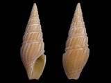 Crassispira harpularia