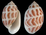 Acteon flammeus