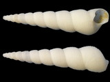 Turritella ungulina