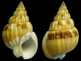 Nassarius denticulatus