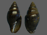 Variation24171