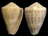 Conus taeniatus