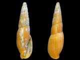 Isara glabra