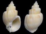 Cancellaria undulata