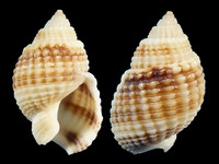 Variation44216