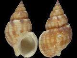 Nassarius particeps