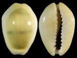 Cypraea moneta