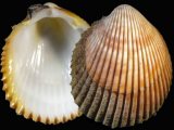 Variation34265