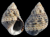 Variation24274