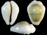 Cypraea moneta x annulus