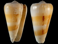 Variation24551