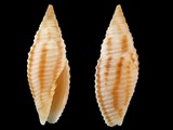 Variation24554