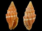 Vexillum crocatum