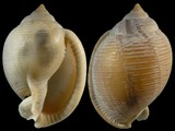 Variation24586