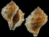 Bufonaria rana