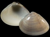 Variation34588