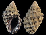Variation14596