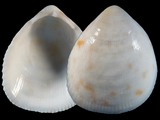 Variation24617