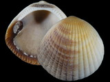 Tucetona flabellata