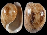 Variation24674