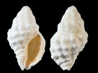 Cronia ochrostoma