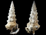 Cerithium nodulosum