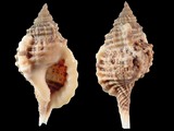 Cymatium muricinum