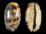 Cypraea listeri