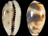 Cypraea kieneri