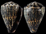 Conus chaldaeus