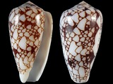 Conus pennaceus