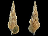 Variation24877