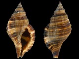 Cymatium pileare