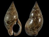 Nassarius reeveanus