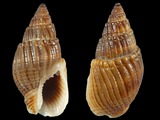 Nassarius acuminatus