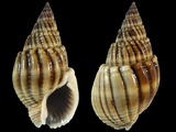 Nassarius siquijorensis