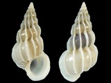 Gyroscala lamellosa