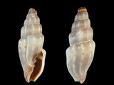 Vexillum deshayesii