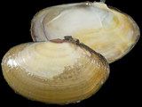 Soletellina biradiata