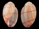 Bullina lineata