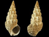 Batillaria australis