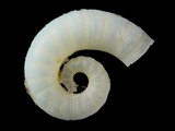 Spirula spirula