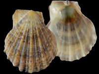 Variation14953