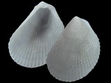Variation24954