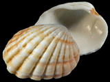 Cardita incrassata