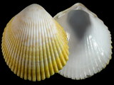 Variation44959