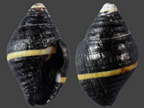 Variation24968