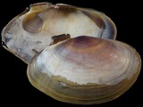 Variation14971