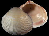 Fulvia tenuicostata