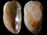 Musculus impactus